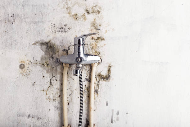 Best Mold Remediation for Schools in Cambria, IL