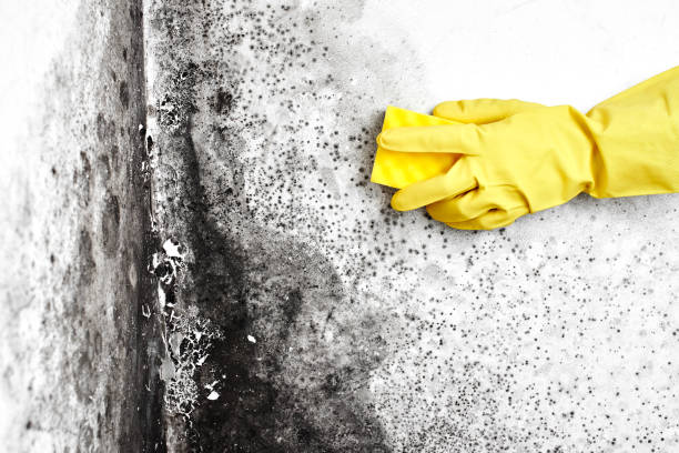 Best Kitchen Mold Remediation in Cambria, IL