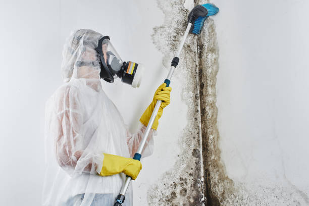 Best Commercial Mold Remediation in Cambria, IL