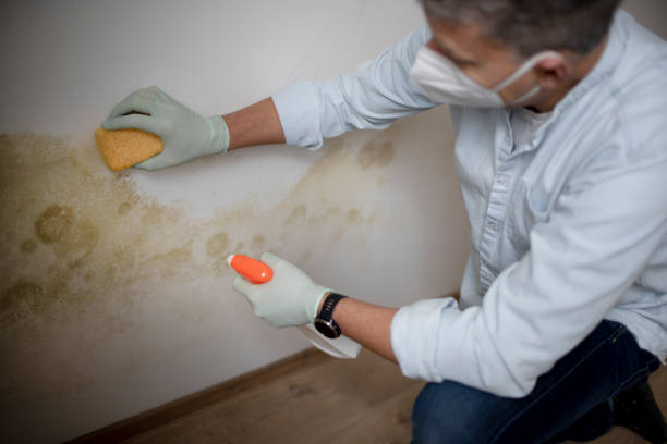 Best Post-Flood Mold Remediation in Cambria, IL