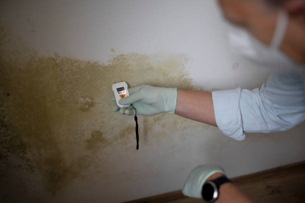 Best Crawl Space Mold Remediation in Cambria, IL