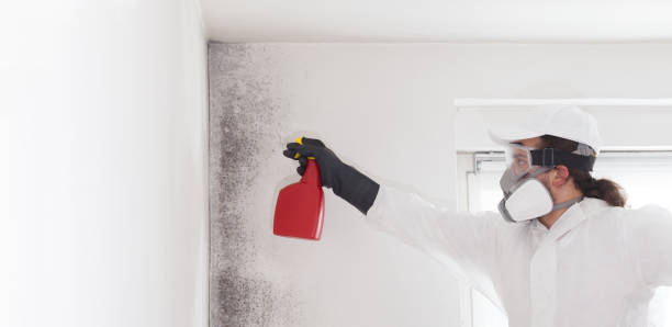 Best Bathroom Mold Remediation in Cambria, IL