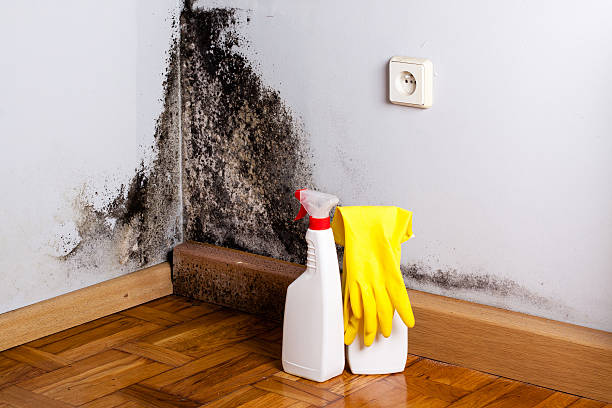 Best Basement Mold Remediation in Cambria, IL