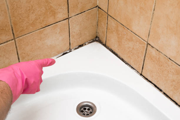 Best Emergency Mold Remediation in Cambria, IL